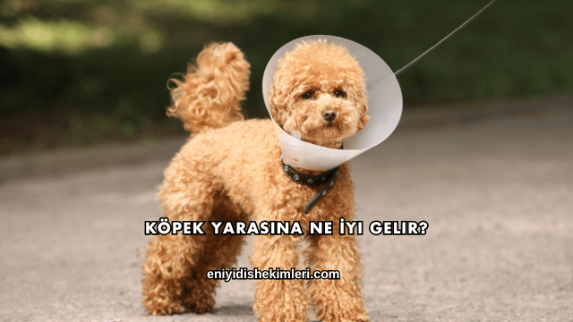 Köpek Yarasına Ne İyi Gelir?