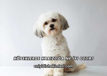 Köpeklerde Kabızlığa Ne İyi Gelir?