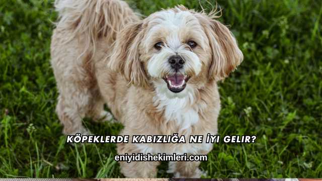 Köpeklerde Kabızlığa Ne İyi Gelir?