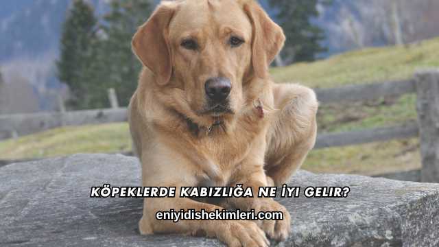 Köpeklerde Kabızlığa Ne İyi Gelir?
