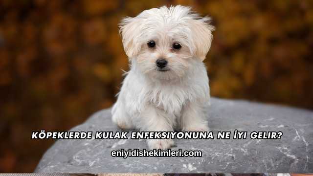 Köpeklerde Kulak Enfeksiyonuna Ne İyi Gelir?