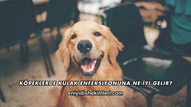 Köpeklerde Kulak Enfeksiyonuna Ne İyi Gelir?