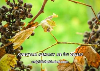 Kuruyan Asmaya Ne İyi Gelir?