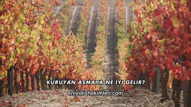 Kuruyan Asmaya Ne İyi Gelir?