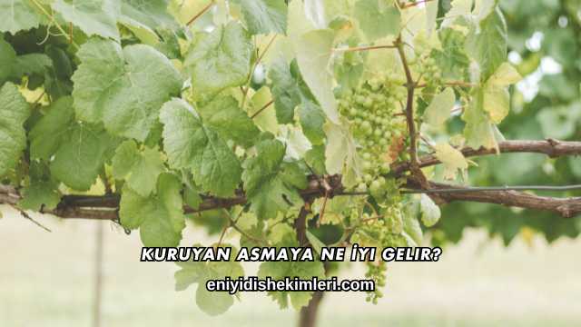 Kuruyan Asmaya Ne İyi Gelir?