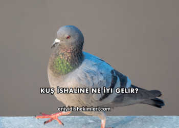 Kuş İshaline Ne İyi Gelir?