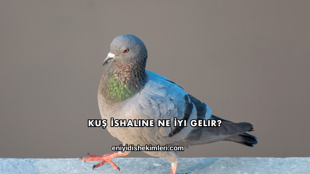 Kuş İshaline Ne İyi Gelir?