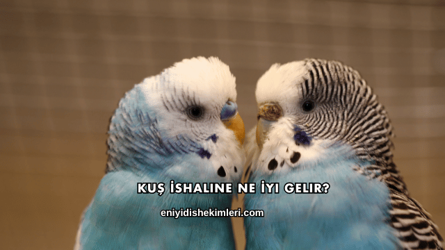 Kuş İshaline Ne İyi Gelir?