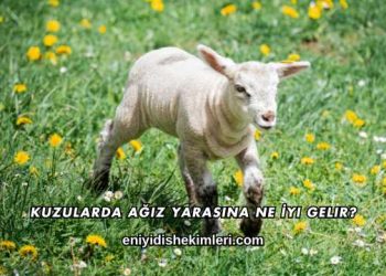 Kuzularda Ağız Yarasına Ne İyi Gelir?