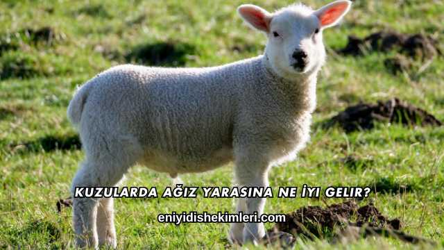 Kuzularda Ağız Yarasına Ne İyi Gelir?