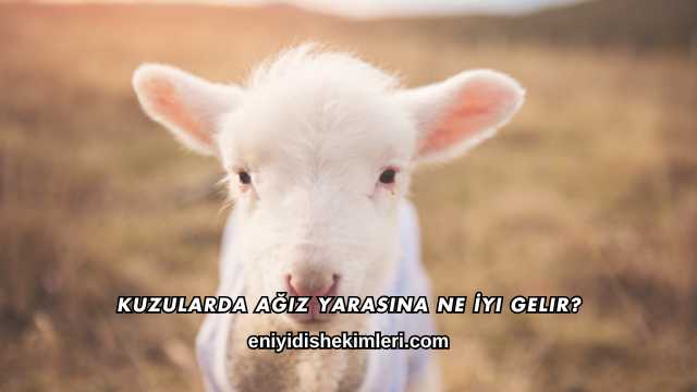 Kuzularda Ağız Yarasına Ne İyi Gelir?