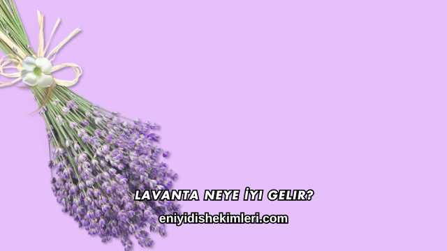Lavanta Neye İyi Gelir?
