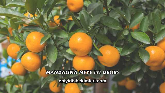Mandalina Neye İyi Gelir?