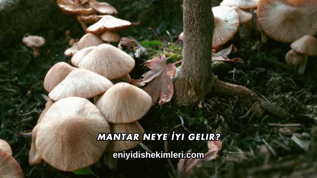 Mantar Neye İyi Gelir?