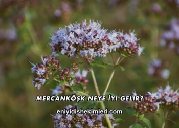 Mercanköşk Neye İyi Gelir?