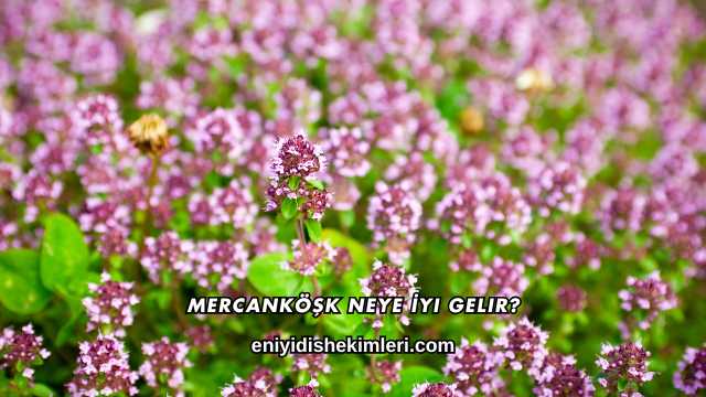 Mercanköşk Neye İyi Gelir?