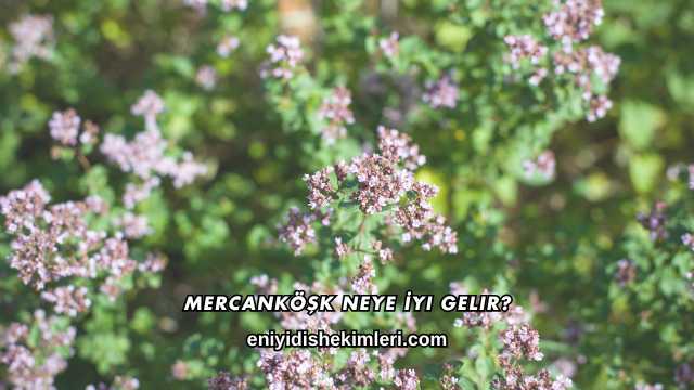 Mercanköşk Neye İyi Gelir?