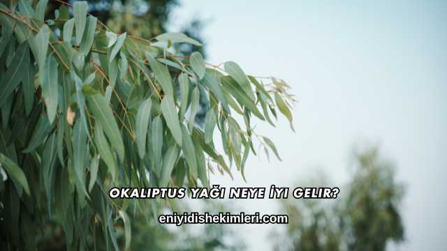 Okaliptus Yağı Neye İyi Gelir?