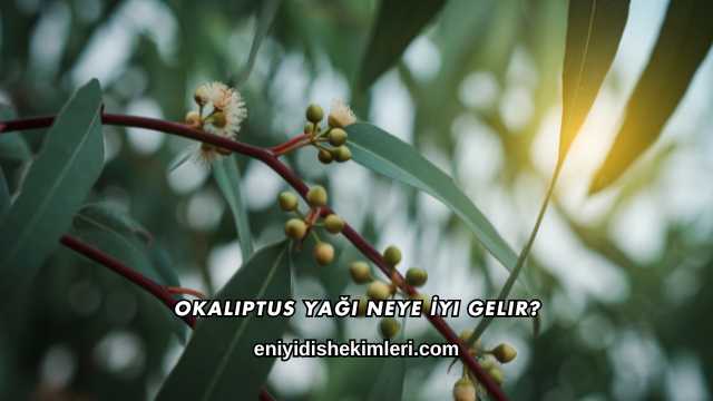 Okaliptus Yağı Neye İyi Gelir?