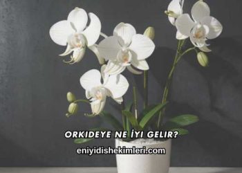 Orkideye Ne İyi Gelir?