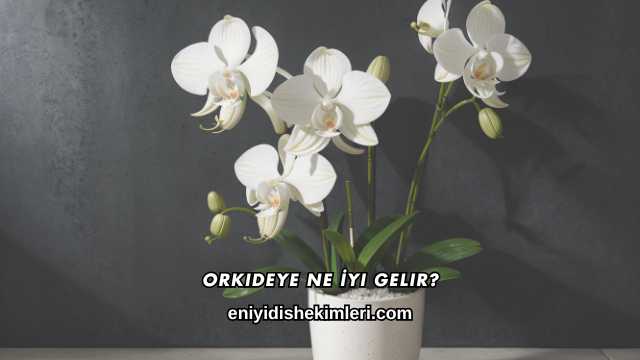 Orkideye Ne İyi Gelir?