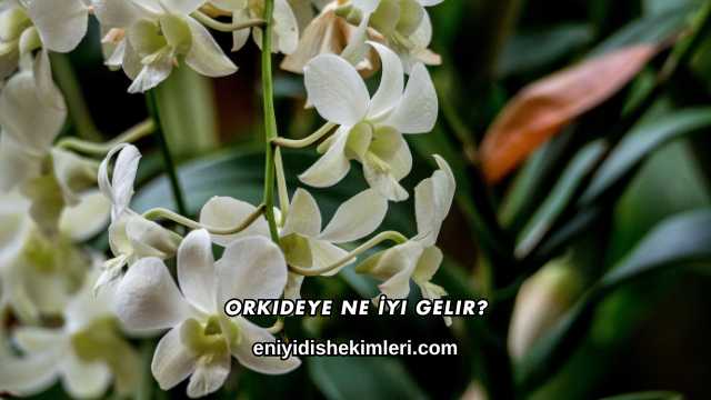 Orkideye Ne İyi Gelir?