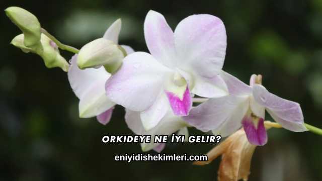 Orkideye Ne İyi Gelir?