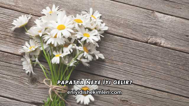 Papatya Neye İyi Gelir?