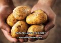 Patates Neye İyi Gelir?