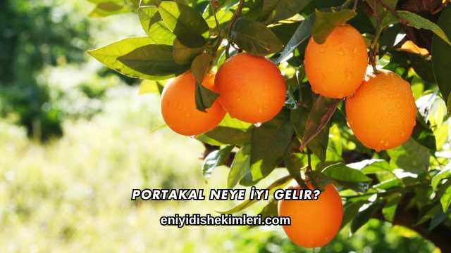 Portakal Neye İyi Gelir?