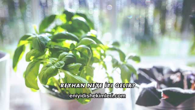 Reyhan Neye İyi Gelir?
