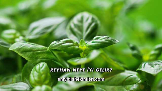 Reyhan Neye İyi Gelir?