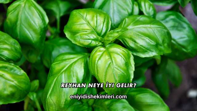 Reyhan Neye İyi Gelir?