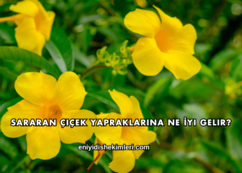 Sararan Çiçek Yapraklarına Ne İyi Gelir?