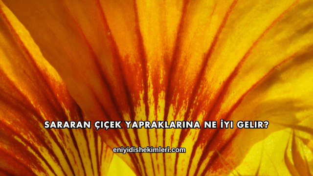 Sararan Çiçek Yapraklarına Ne İyi Gelir?