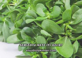 Semizotu Neye İyi Gelir?