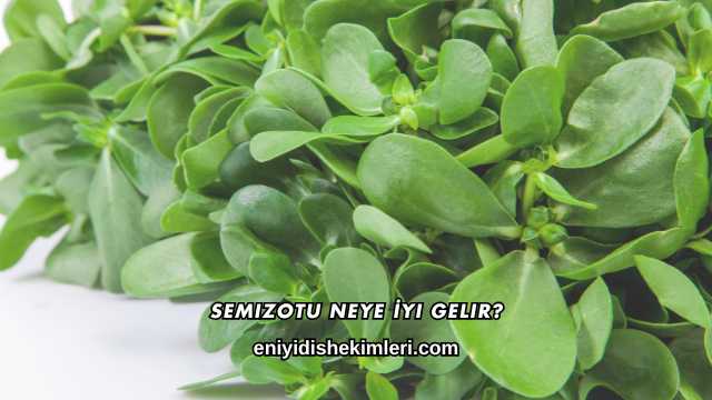 Semizotu Neye İyi Gelir?