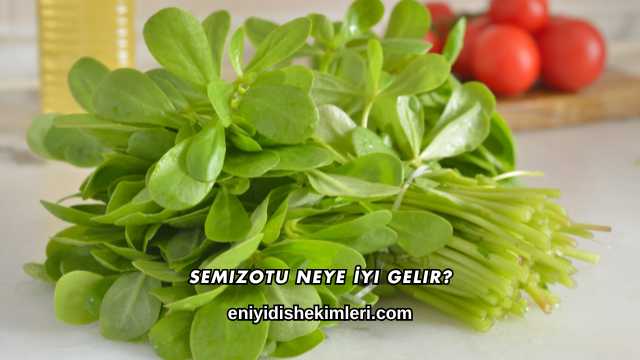 Semizotu Neye İyi Gelir?