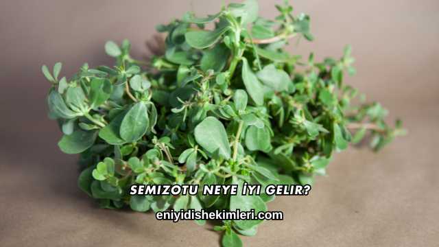 Semizotu Neye İyi Gelir?
