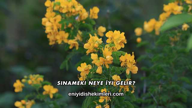 Sinameki Neye İyi Gelir?