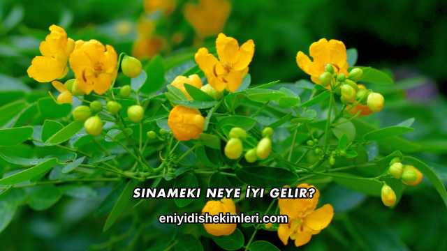 Sinameki Neye İyi Gelir?