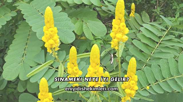 Sinameki Neye İyi Gelir?
