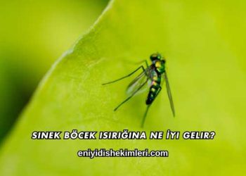Sinek Böcek Isırığına Ne İyi Gelir?