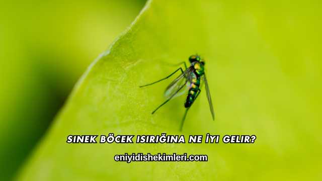 Sinek Böcek Isırığına Ne İyi Gelir?