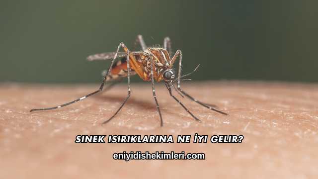 Sinek Isırıklarına Ne İyi Gelir?