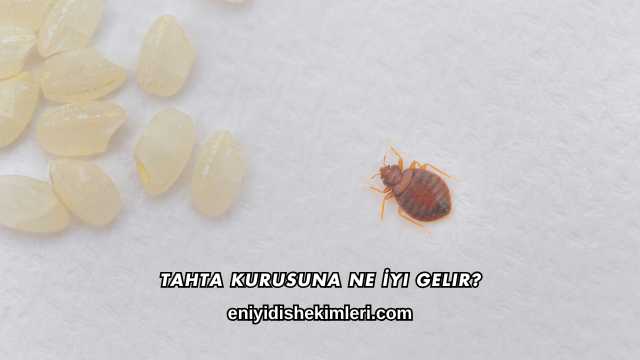 Tahta Kurusuna Ne İyi Gelir?