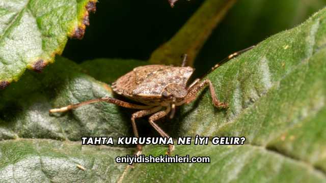Tahta Kurusuna Ne İyi Gelir?