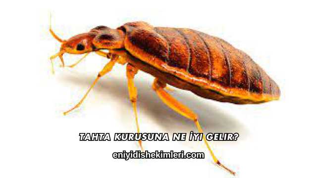 Tahta Kurusuna Ne İyi Gelir?