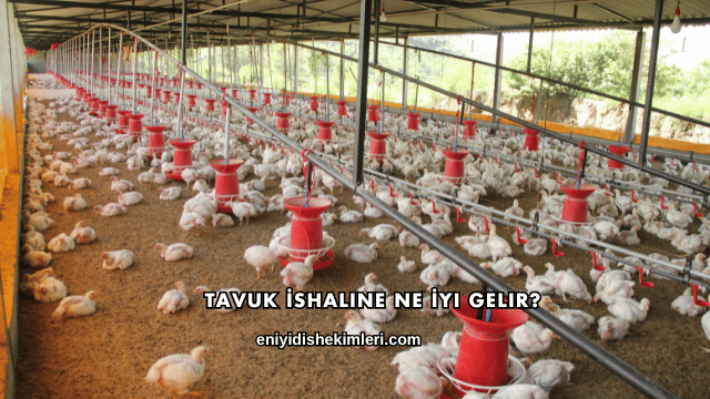 Tavuk İshaline Ne İyi Gelir?