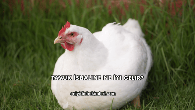 Tavuk İshaline Ne İyi Gelir?